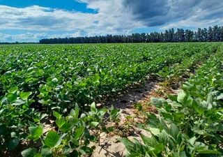 Llovi&oacute;, pero no para todos: el detalle que mantiene en vilo a la campa&ntilde;a agr&iacute;cola