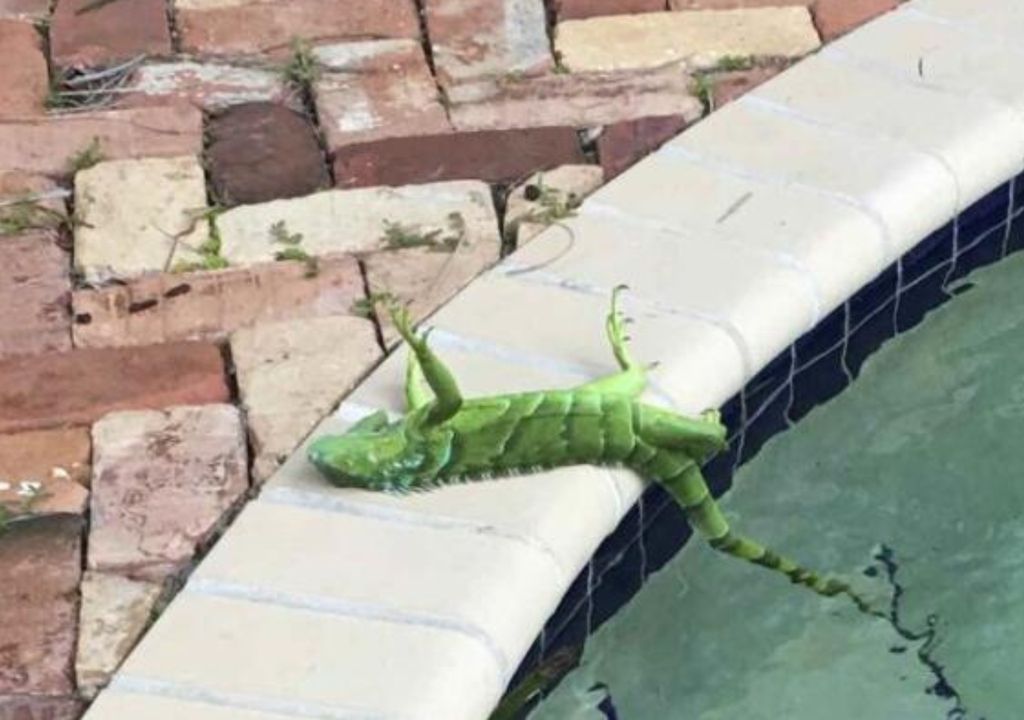 Iguana chuva Flórida Miami frio