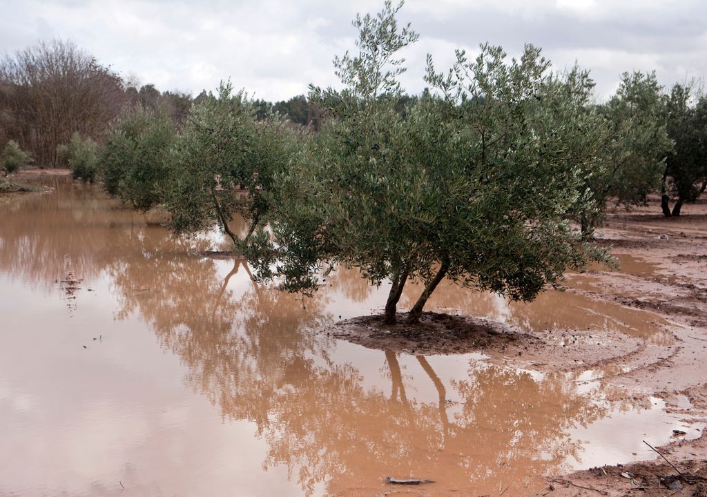 Las fuertes lluvias ocasionan graves daños en suelo y cultivo