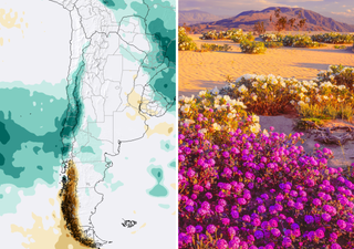Lluvia visitar&iacute;a a 11 regiones de Chile en julio: 1&deg; pron&oacute;stico de Meteored favorece la aparici&oacute;n del desierto florido