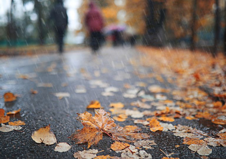 Agua tira hojas al suelo en otoño Agua tira hojas al suelo en otoño
