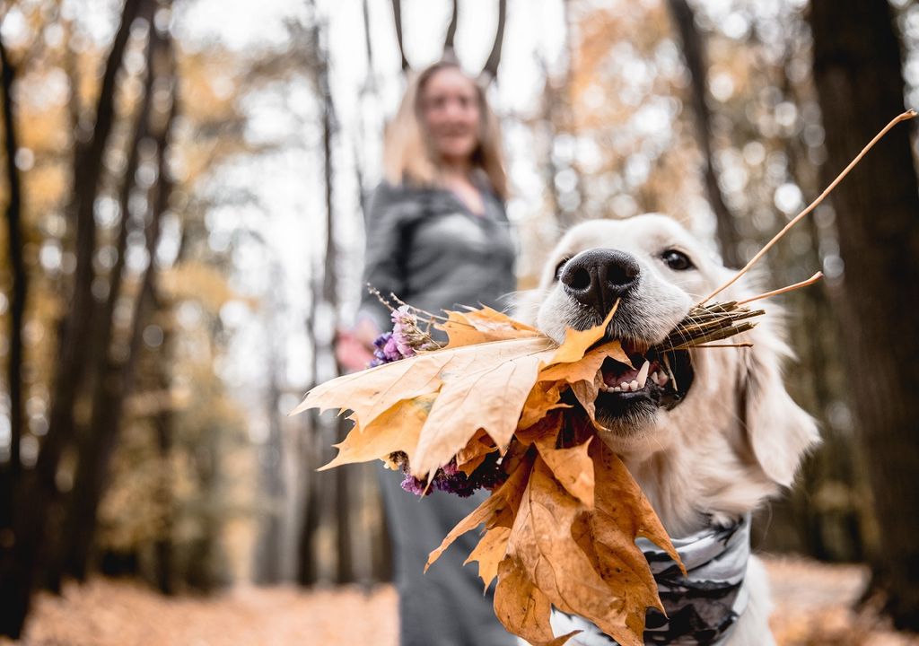perro paseando con su dueña; otoño