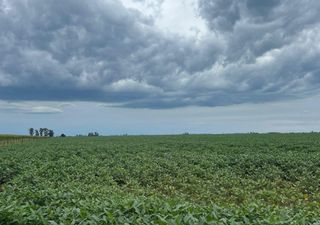 Lluvias escasas y estrés térmico, los dos factores que condicionan la producción agrícola en Argentina
