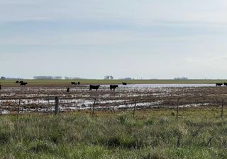 Lluvias extremas en Buenos Aires dejan a productores aislados y 3 millones de hectáreas afectadas