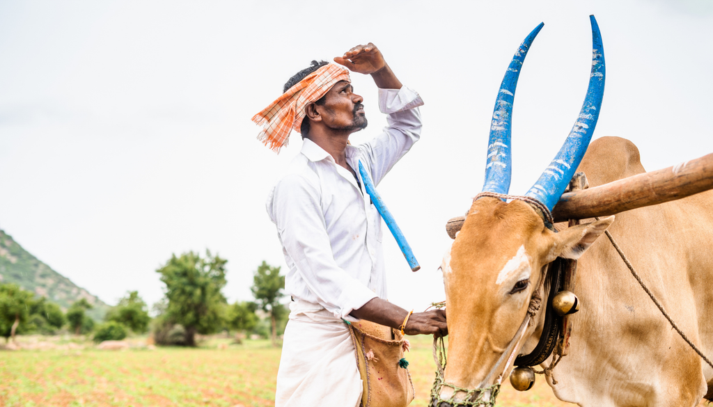 En promedio, alrededor del 70-80 % de la lluvia anual en la India cae durante el monzón de verano.