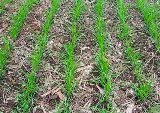 Lluvias inesperadas reactivan el trigo y la cebada en la campaña 2025/26 mientras avanza la cosecha final de maíz