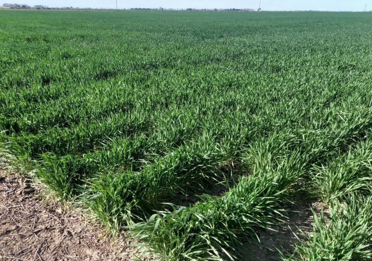 Lluvias limitadas para el agro: mejoraron la condición en trigo pero no ...