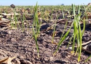 ¿Lluvias para el trigo? Los productores miran de reojo el pronóstico del tiempo para este fin de semana y se ilusionan