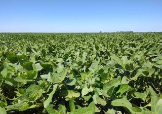 Lluvias para levantar el ánimo: mejora la condición (y la rentabilidad) de la soja y el maíz en la zona núcleo 