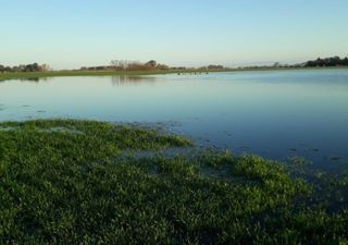 Lluvias récord: el “cisne negro” que redefine la campaña agrícola en la zona núcleo