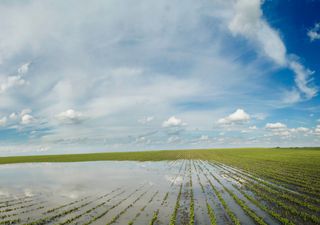 Lluvias r&eacute;cord paralizan la cosecha de soja: solo avanza 2 % y crece el riesgo de p&eacute;rdidas