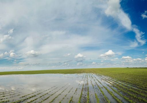 Lluvias r&eacute;cord paralizan la cosecha de soja: solo avanza 2 % y crece el riesgo de p&eacute;rdidas