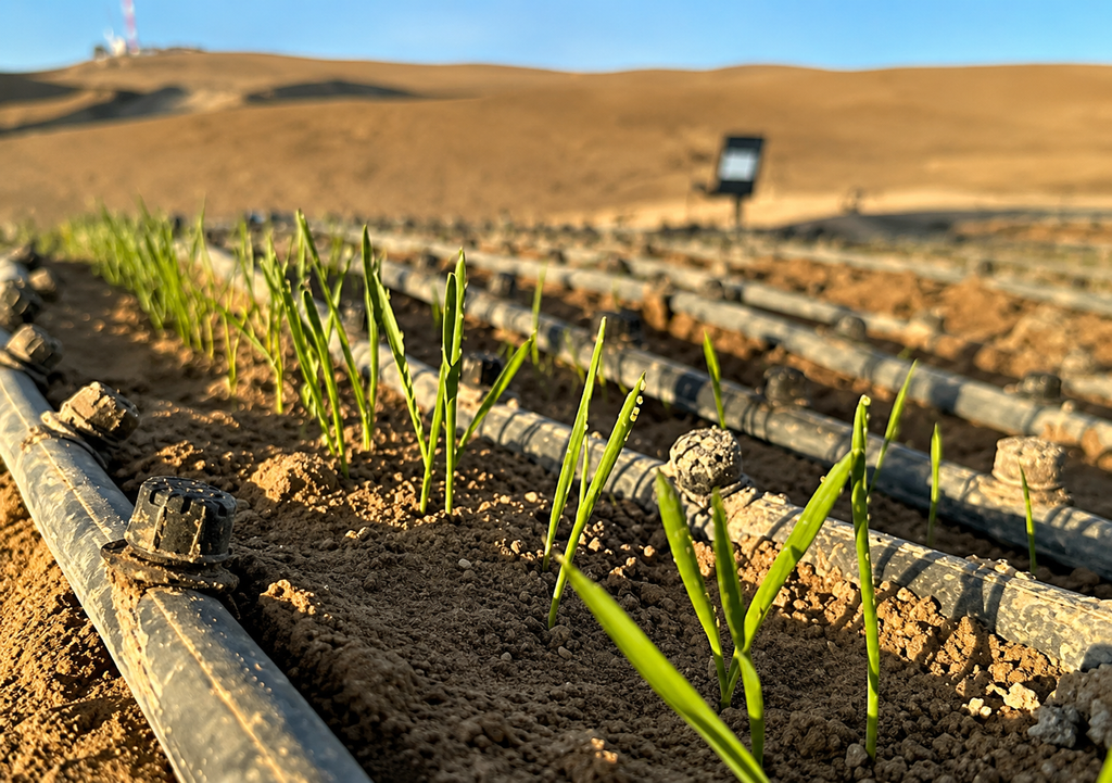Cultivos agrícolas crecen en medio del paisaje árido del norte de Chile, donde el riego permite sostener la producción en condiciones desérticas.