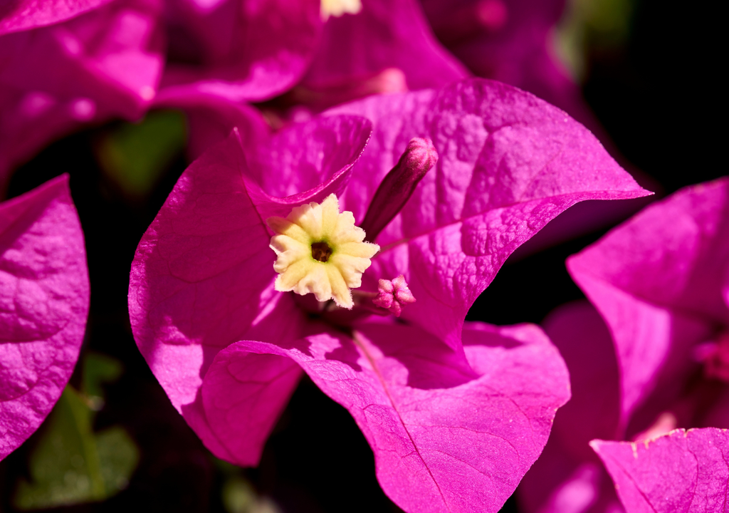 Las flores verdaderas de la bugambilia producen néctar en cantidades muy pequeñas, lo justo para atraer polinizadores específicos.