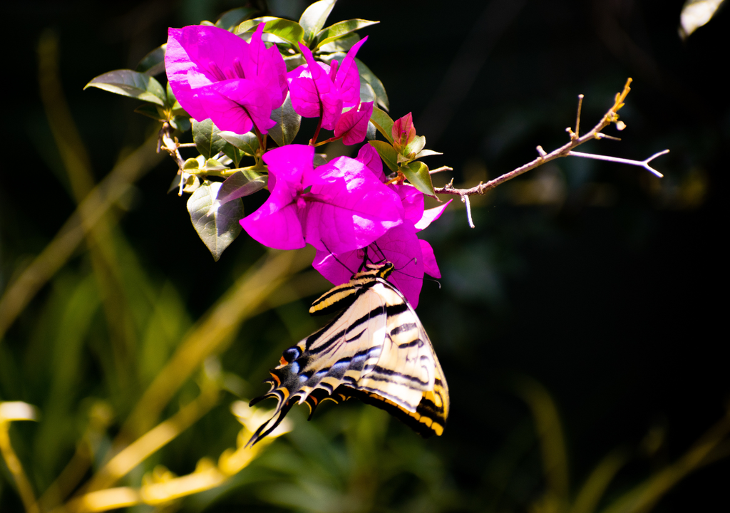 Las brácteas crean una señal visual amplia y clara que guía a insectos hacia una flor que por sí sola pasaría desapercibida.