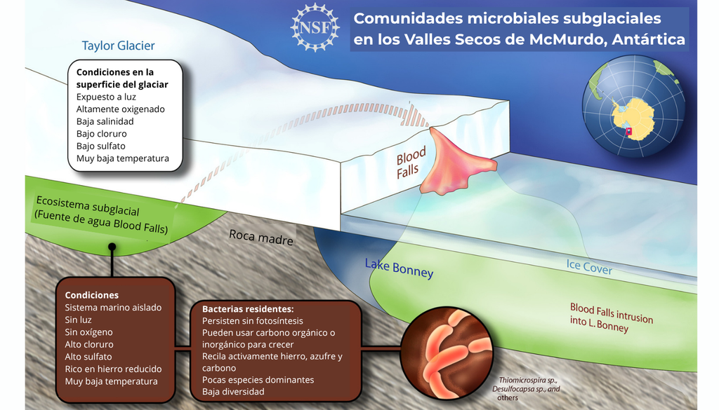 condiciones extremas La vida microbiana en los Valles Secos de McMurdo se enfrenta a condiciones extremas. Crédito: NSF.