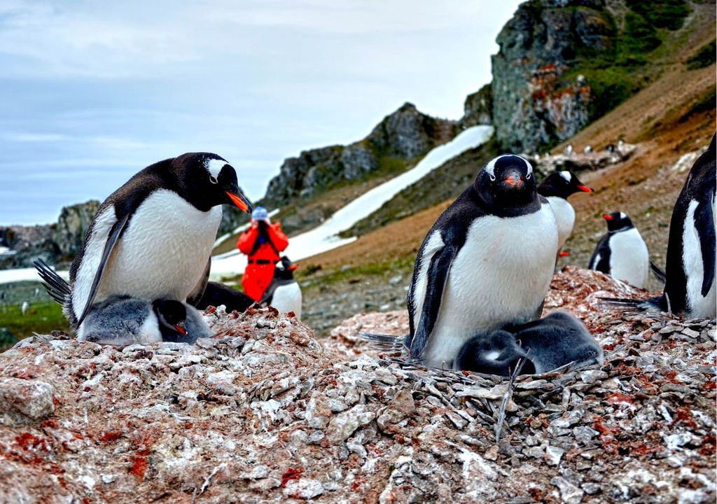 Pingüinos en isla Ardley Pingüinos en isla Ardley