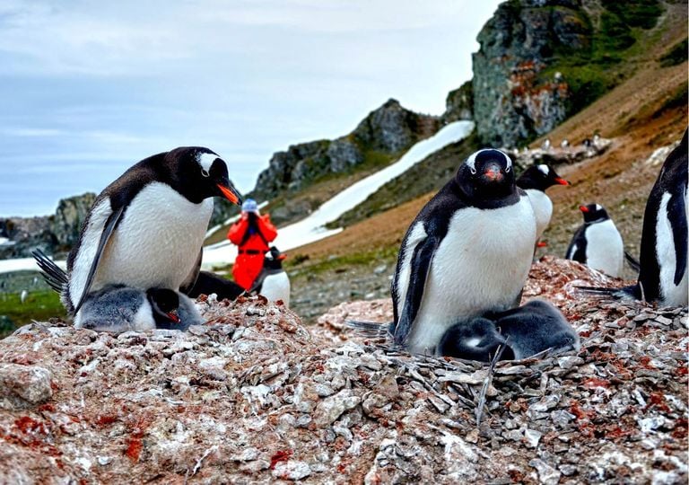 Lo que oyen los pingüinos: así afecta el ruido humano a la fauna antártica