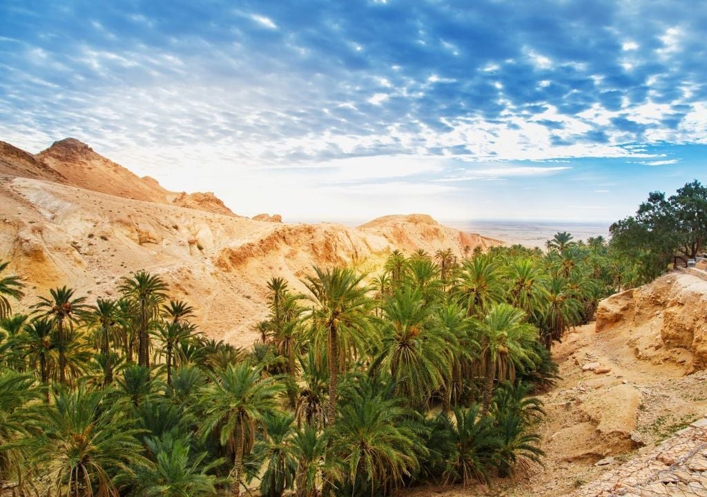 Sahara, palma.