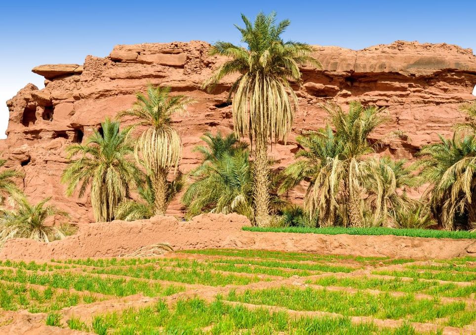 Oasis del Sahara.