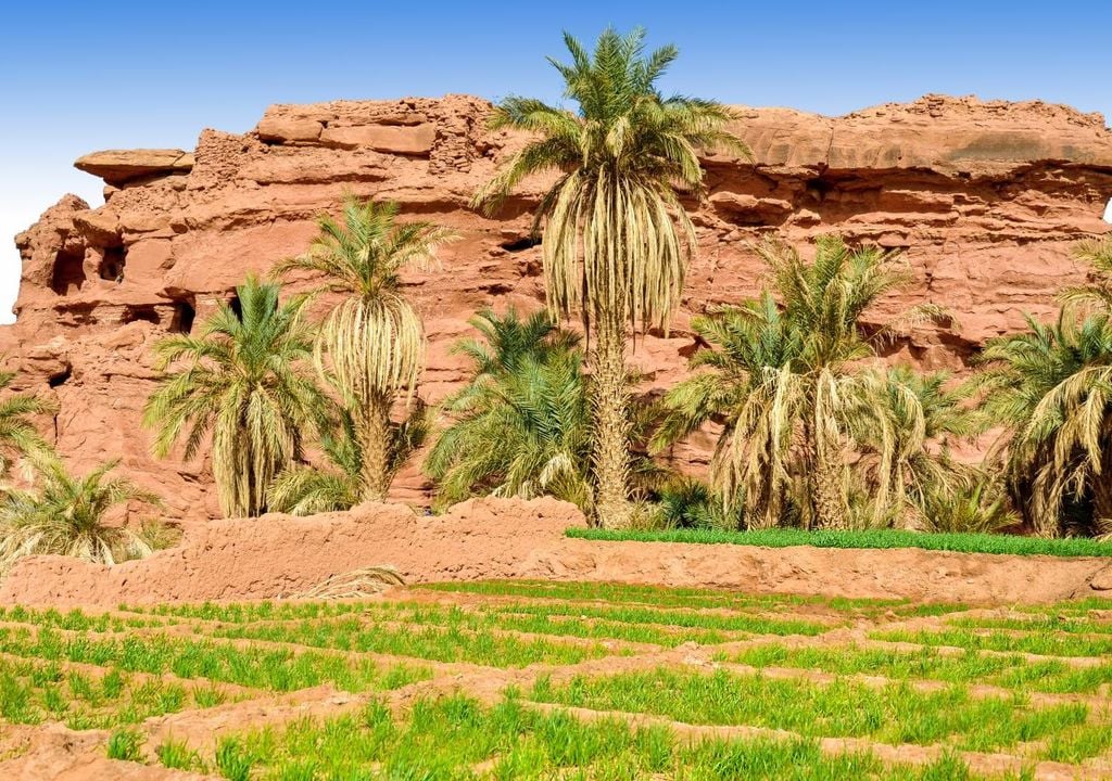 Oasis del Sahara. Oasis del Sahara.
