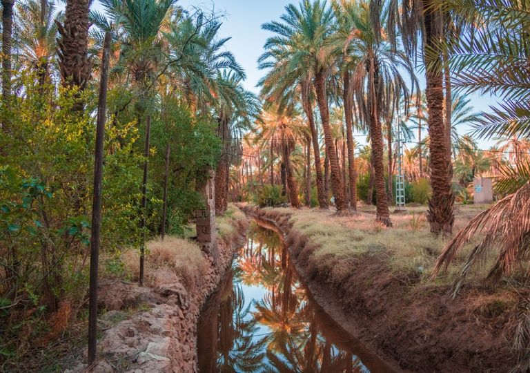 ¿Sabías que en el corazón del Sahara hay frondosos bosques escondidos entre cañones y relieves rocosos?
