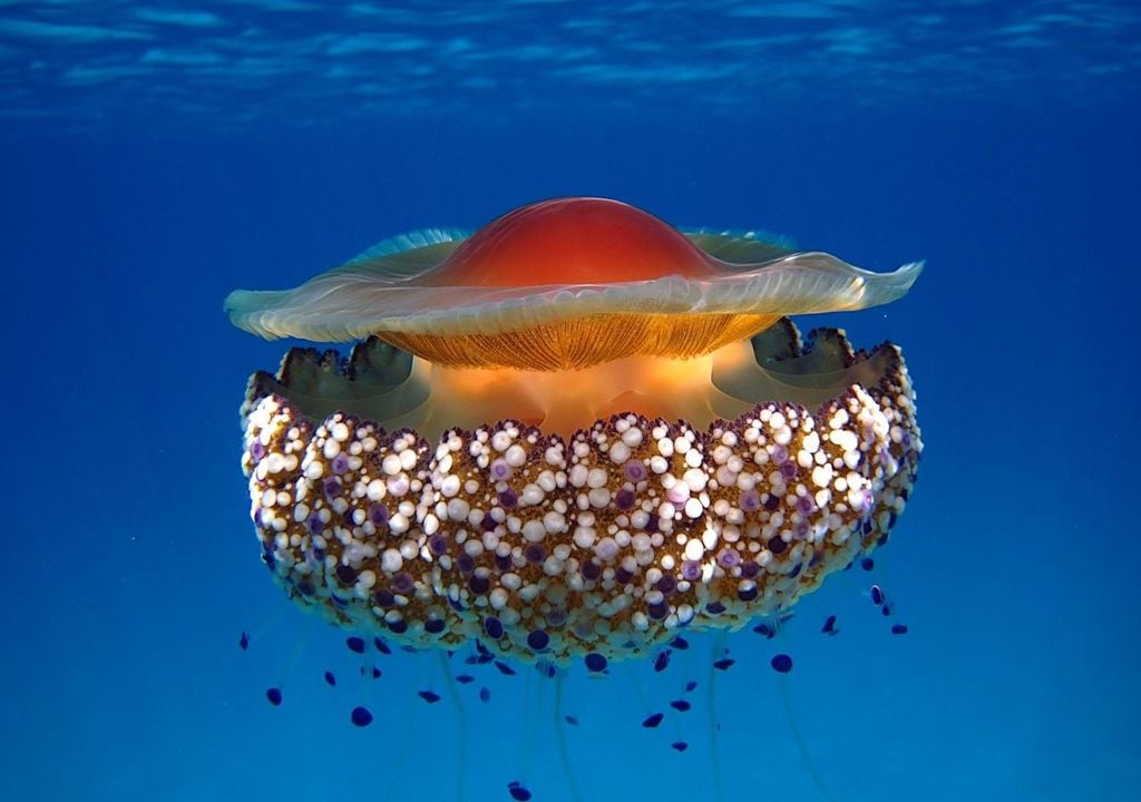 La Casiopea mediterránea, de nombre científico Cotylorhiza tuberculata, es una de las medusas más bellas de nuestro Mediterráneo. Esta especie, que puede alcanzar hasta 30 cm de diámetro, tiene un característico paraguas blanco en forma de disco con una protuberancia redonda y amarilla en el centro.