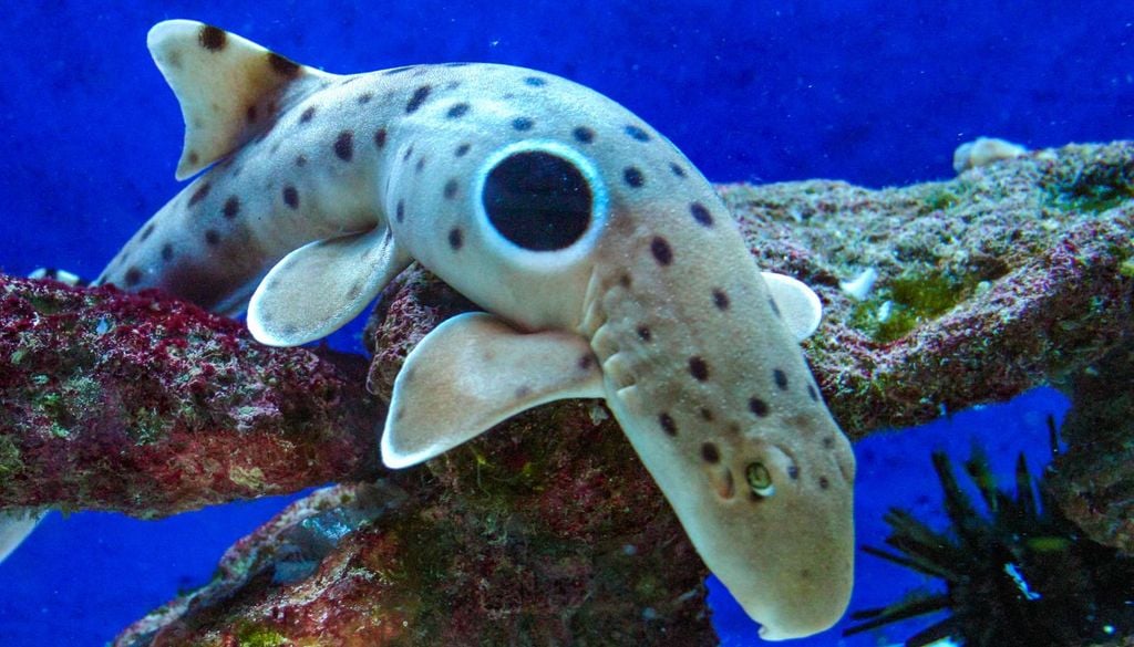 nuovo squalo camminatore La colorazione tipica dello squalo camminatore ricorda il mantello maculato del leopardo