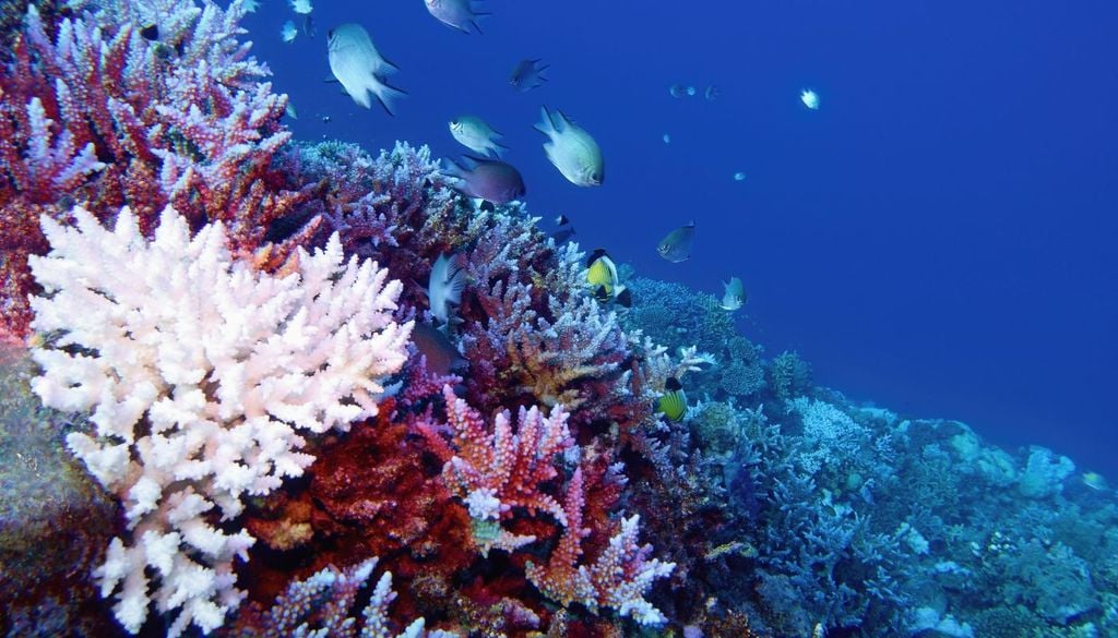Lo sbiacamento dei coralli è sintomo del danno che le attività umane apportano alle barriere coralline