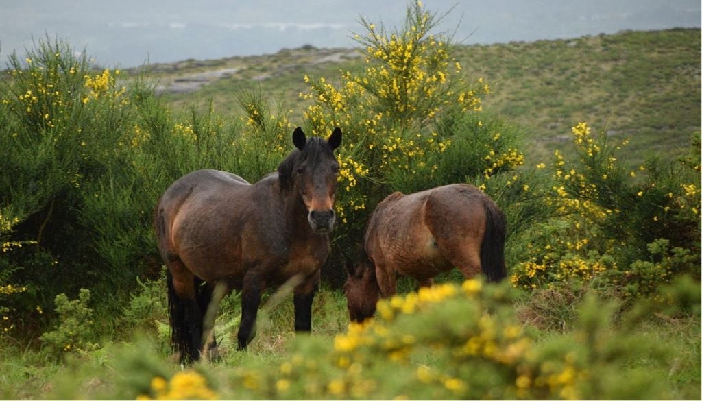 Garranos A relação entre o garrano e o lobo ibérico está assente num equilíbrio instável entre preservar a dieta do maior predador ibérico e proteger habitats vulneráveis. Foto: Joana Freitas/Universidade do Porto