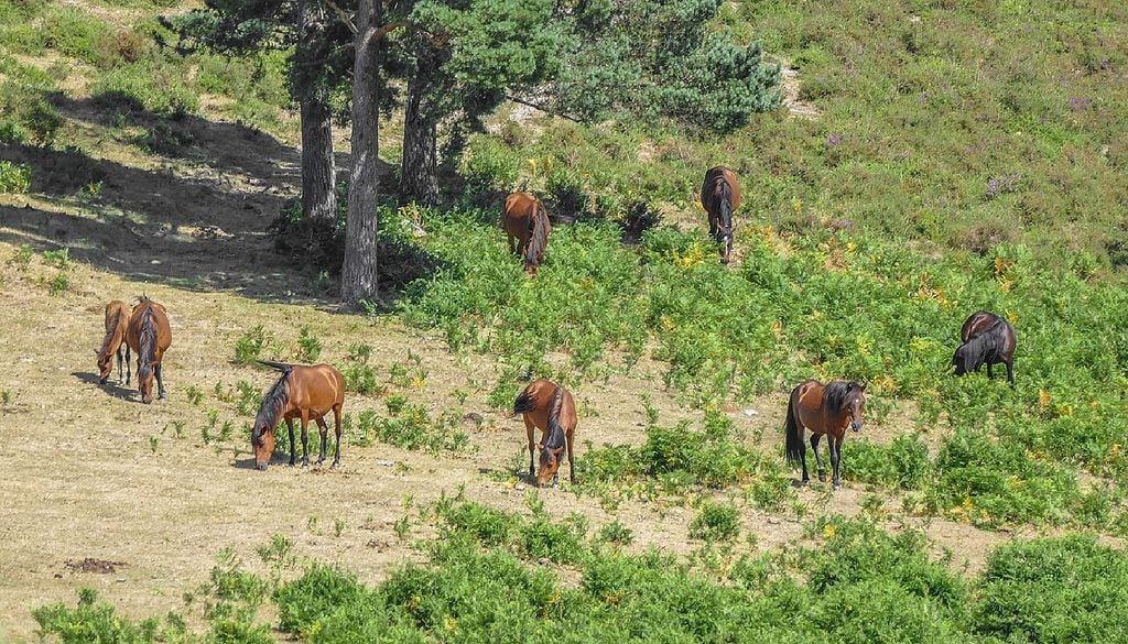 Garranos pastam em liberdade Os cavalos criados em liberdade desempenham uma função determinante na limpeza das serras, na dispersão de semente e na fertilização dos solos. Foto: Heigeheige, trabalho do próprio, Creative Commons