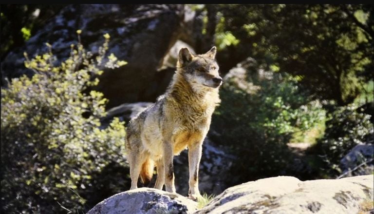 Lobos alimentam-se de garranos e exp&otilde;em um conflito crescente nas serras ib&eacute;ricas