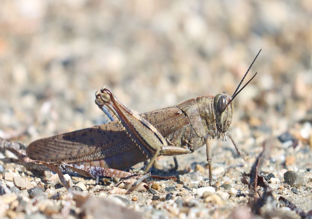 Intense rainfall can trigger the desert locust to swarm