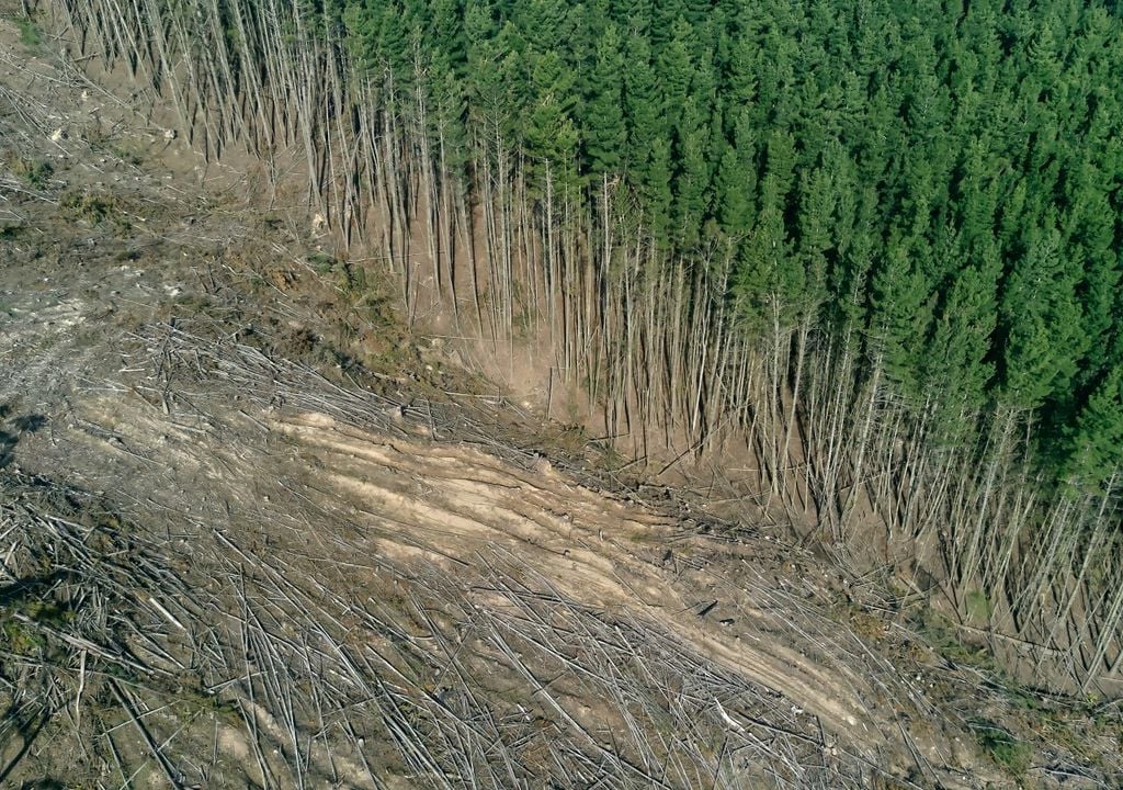 Logged forests remain source of carbon for decades