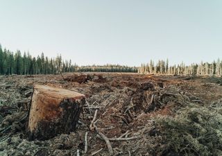 Logged forests remain source of carbon emissions for decades