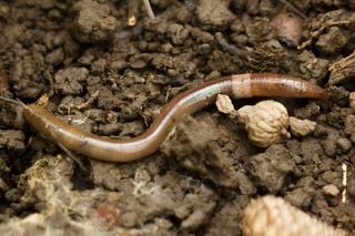 Las lombrices invasoras de tierra que amenazan los ecosistemas de ciertos lugares de América del Norte