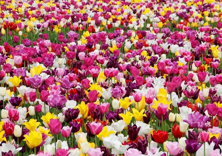 London&rsquo;s biggest tulip festival returns in 2026 with 1.5 million blooms