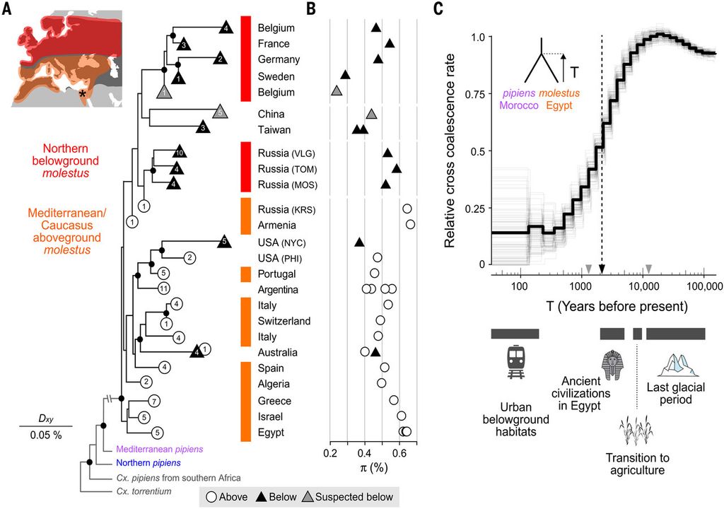 Die Form molestus hat sich vor Tausenden von Jahren im Mittelmeerraum entwickelt. Die Form molestus hat sich vor Tausenden von Jahren im Mittelmeerraum entwickelt.
