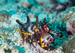 Long Fuse der Evolution: Tintenfische spalten sich fr&uuml;h auf und diversifizieren erst nach dem Massenaussterben