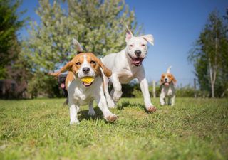 Largas, más largas, larguísimas: cómo la genética influye en las orejas caídas de los perros