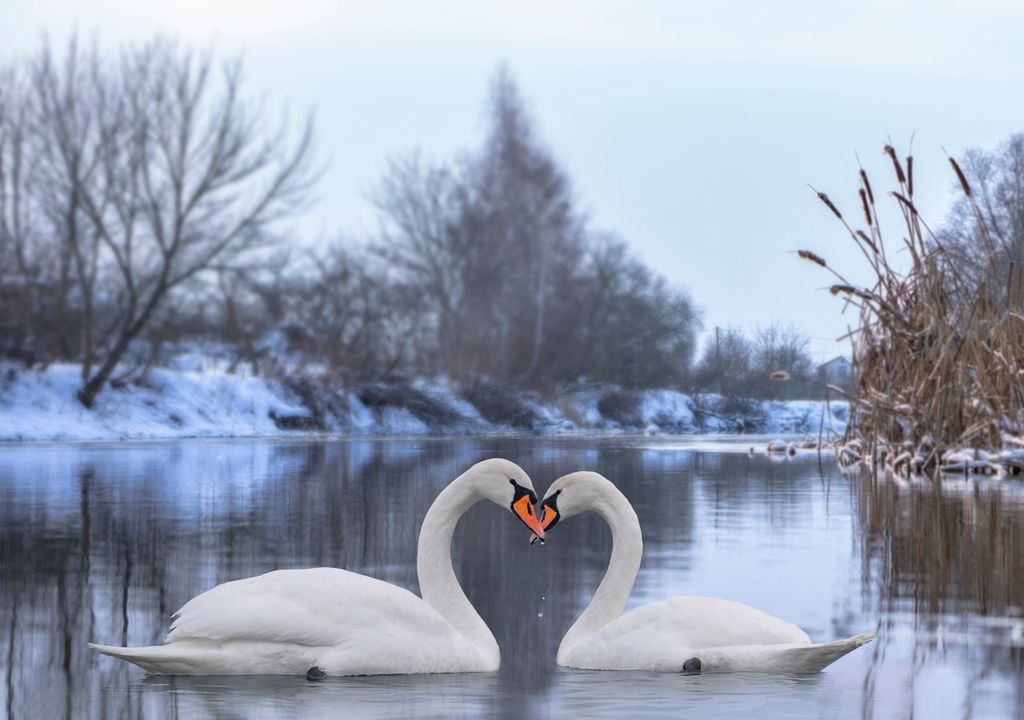 Swans in the snow