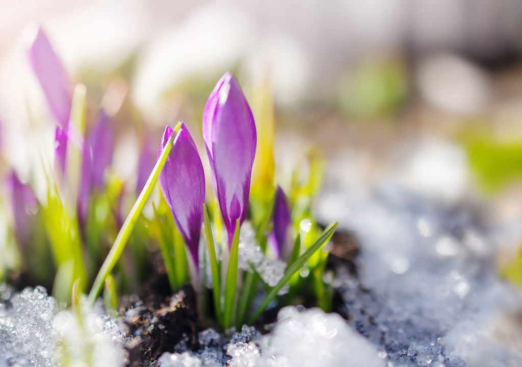 Crocus in snow