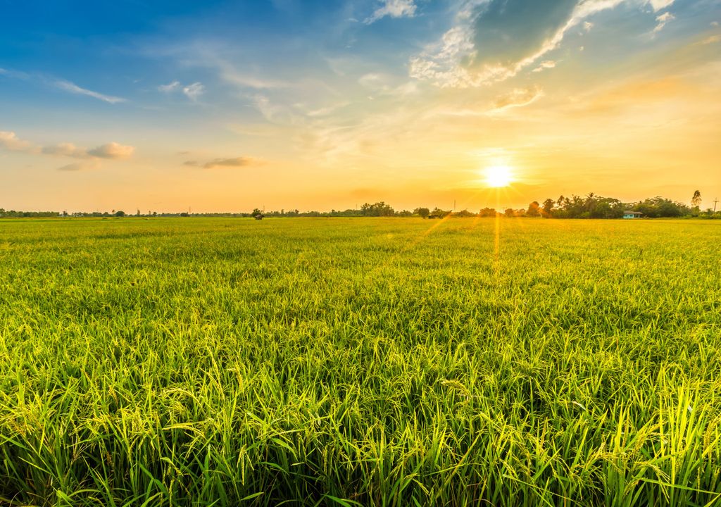 Sunny field