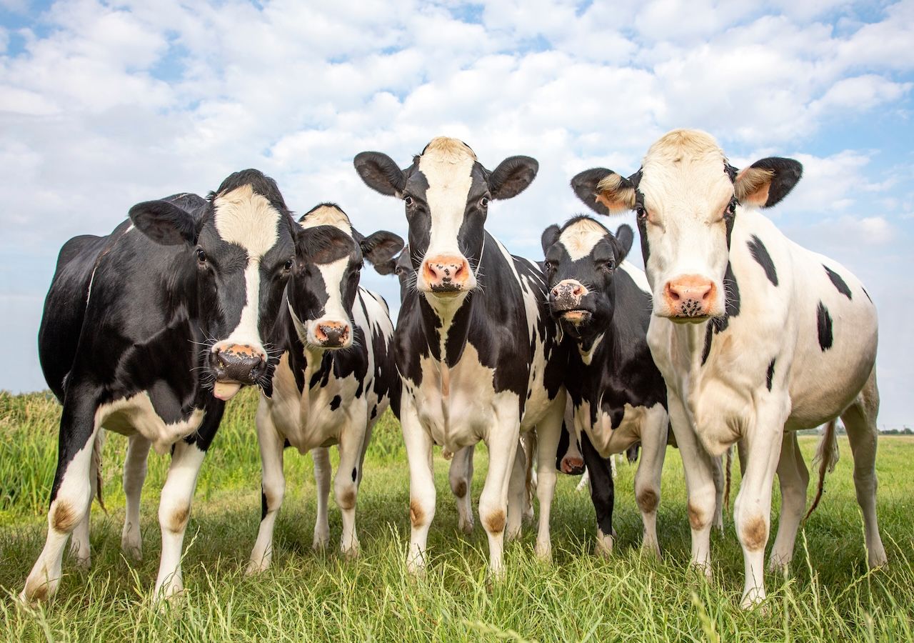 La vaca, mamífero hembra que pertenece a la familia de los bóvidos, ocupa el primer lugar del reino animal en cuanto a ventosidades contaminantes.