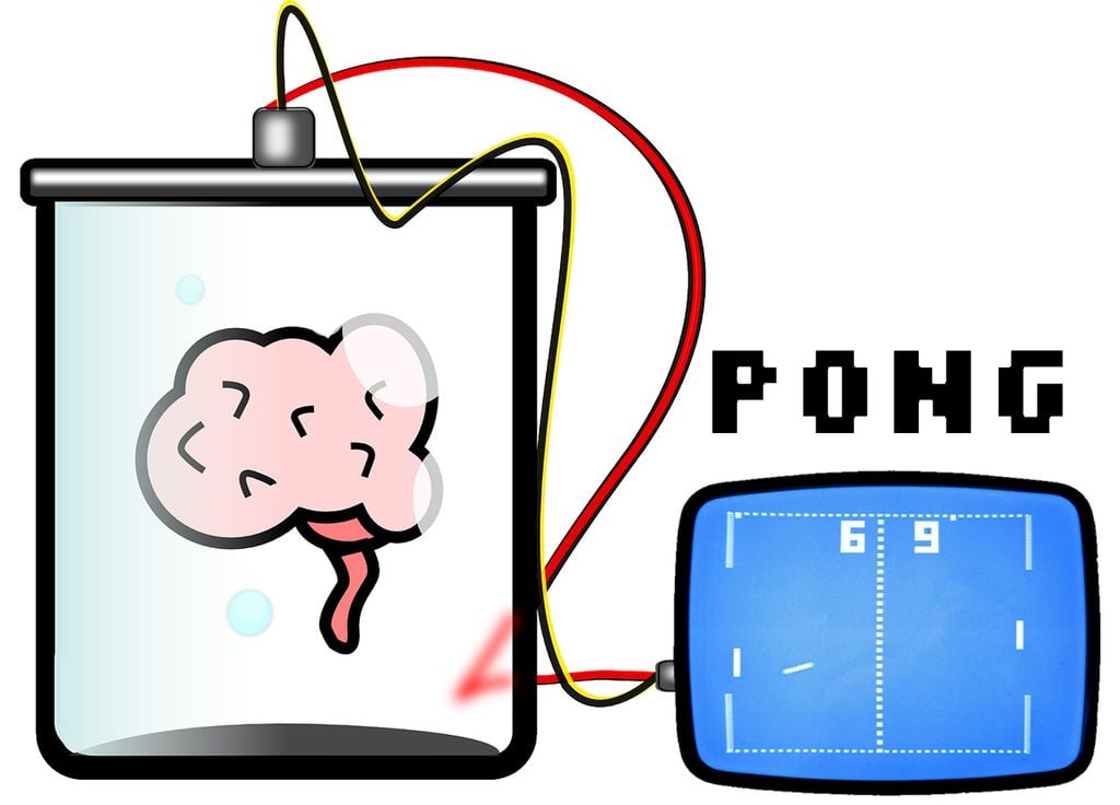 Les neurones jouent au pong