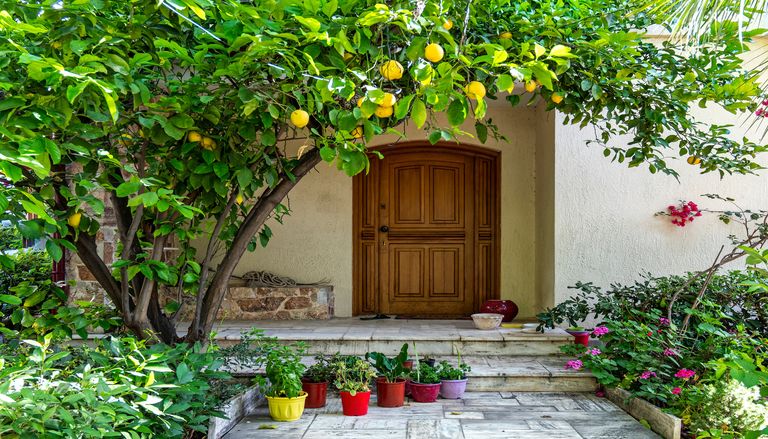 Los 4 &aacute;rboles frutales que es mejor no plantar en el jard&iacute;n de casa: los motivos del agr&oacute;nomo Jos&eacute; David D&iacute;az