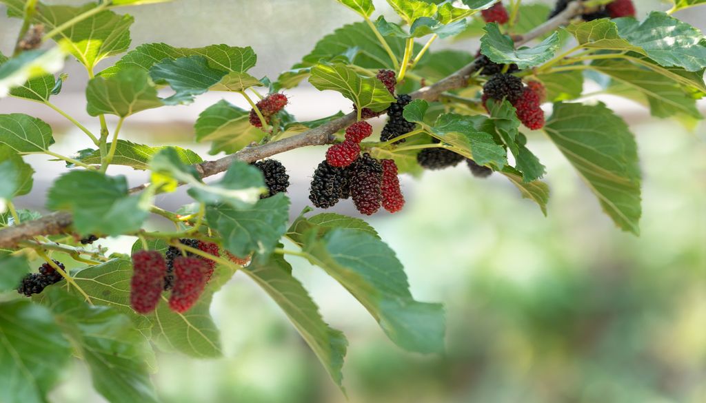 Imagen 2 Las moreras, un frutal que ofrece una sombra espectacular, pero de difícil manejo en espacios reducidos como jardines.