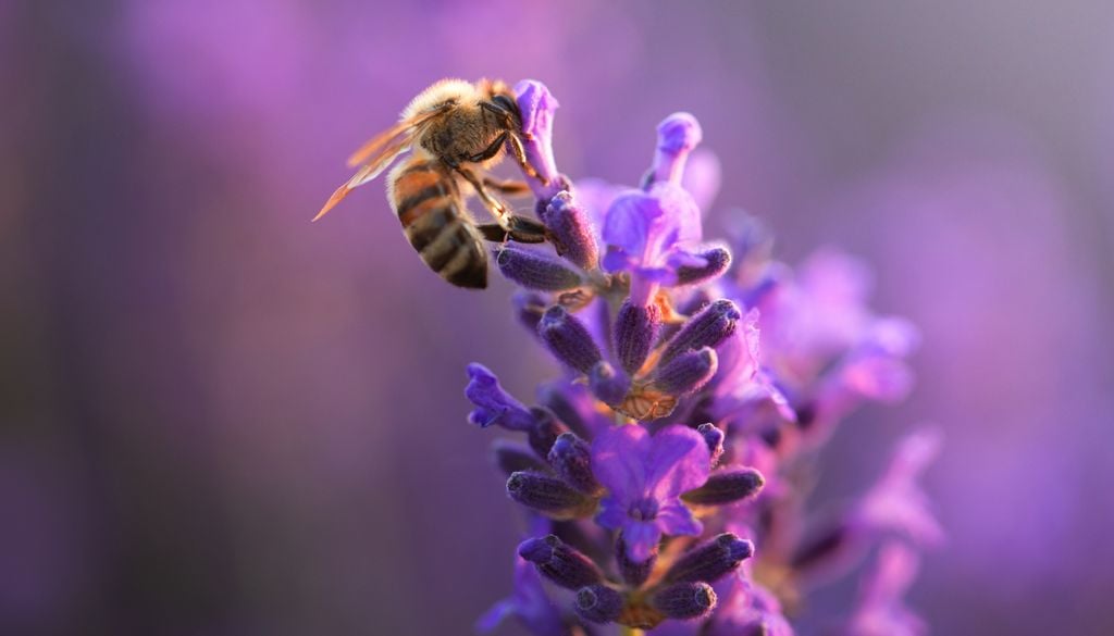 La lavanda attira gli impollinatori nel tuo terrazzo o giardino, il che favorisce la biodiversità.
