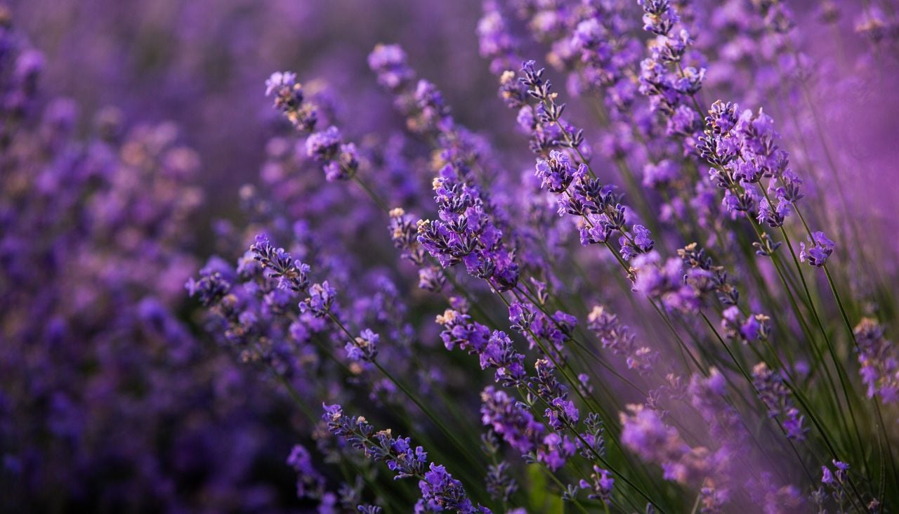 La lavanda una de las aromáticas más apreciadas en terrazas y jardines mediterráneos.