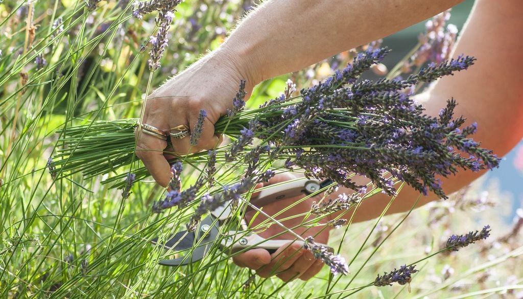 La potatura principale della lavanda va effettuata tra luglio e agosto.